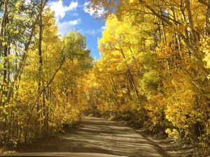 Boreas Pass Breckenridge fall colors