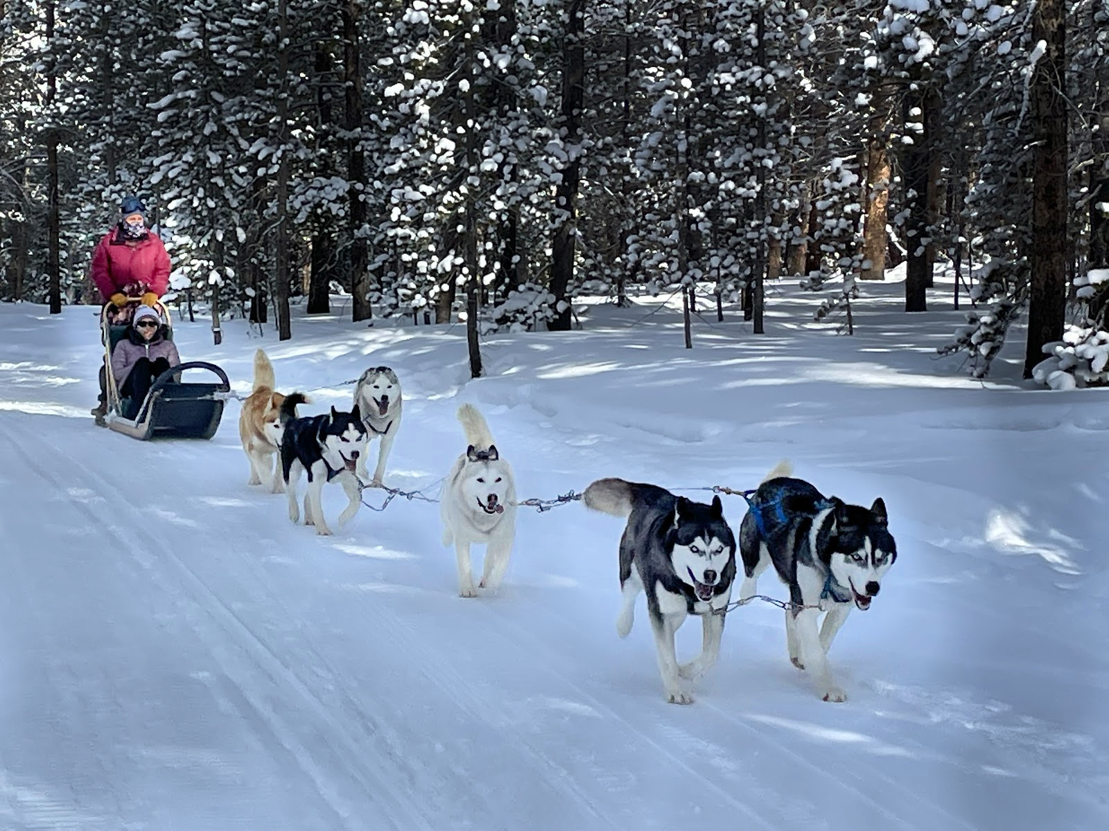 dog sledding in Breckenridge