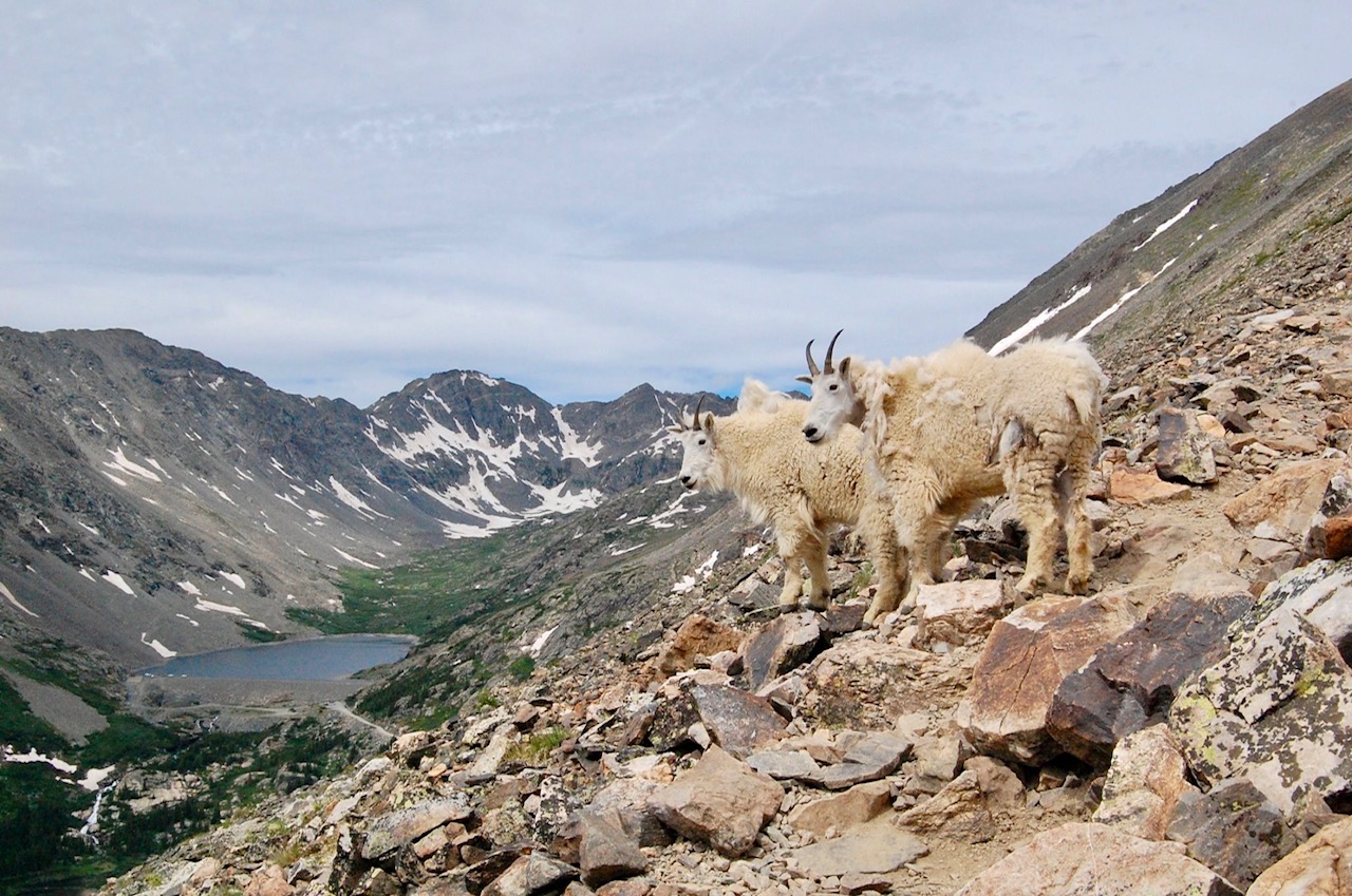 breckenridge mountain goats